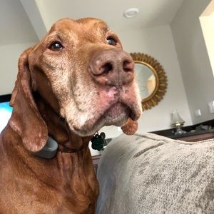 Meet your Posher, Amy